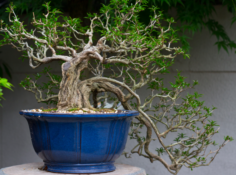 lịch sử bonsai