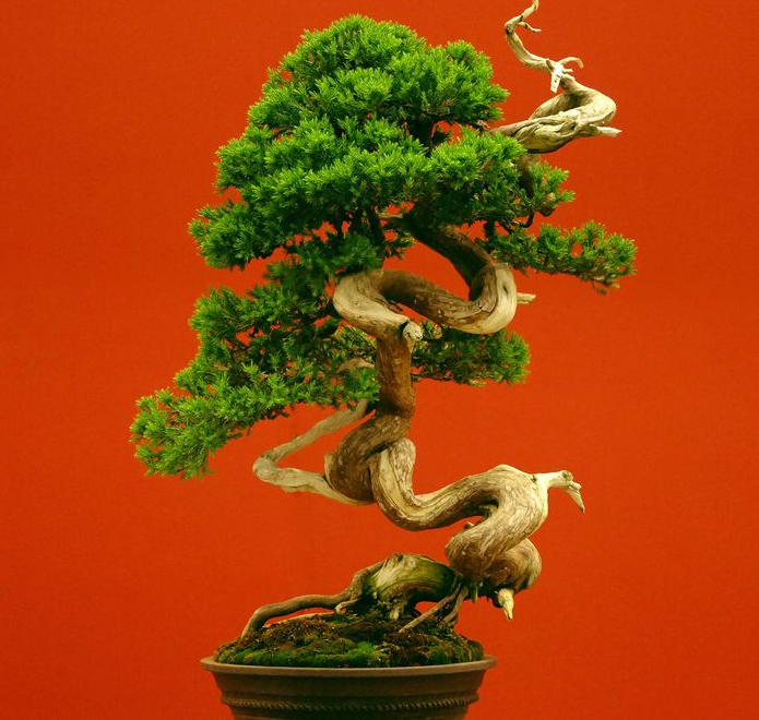 cây bonsai