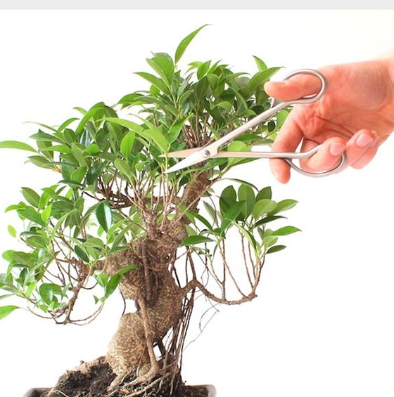 tỉa cây bonsai